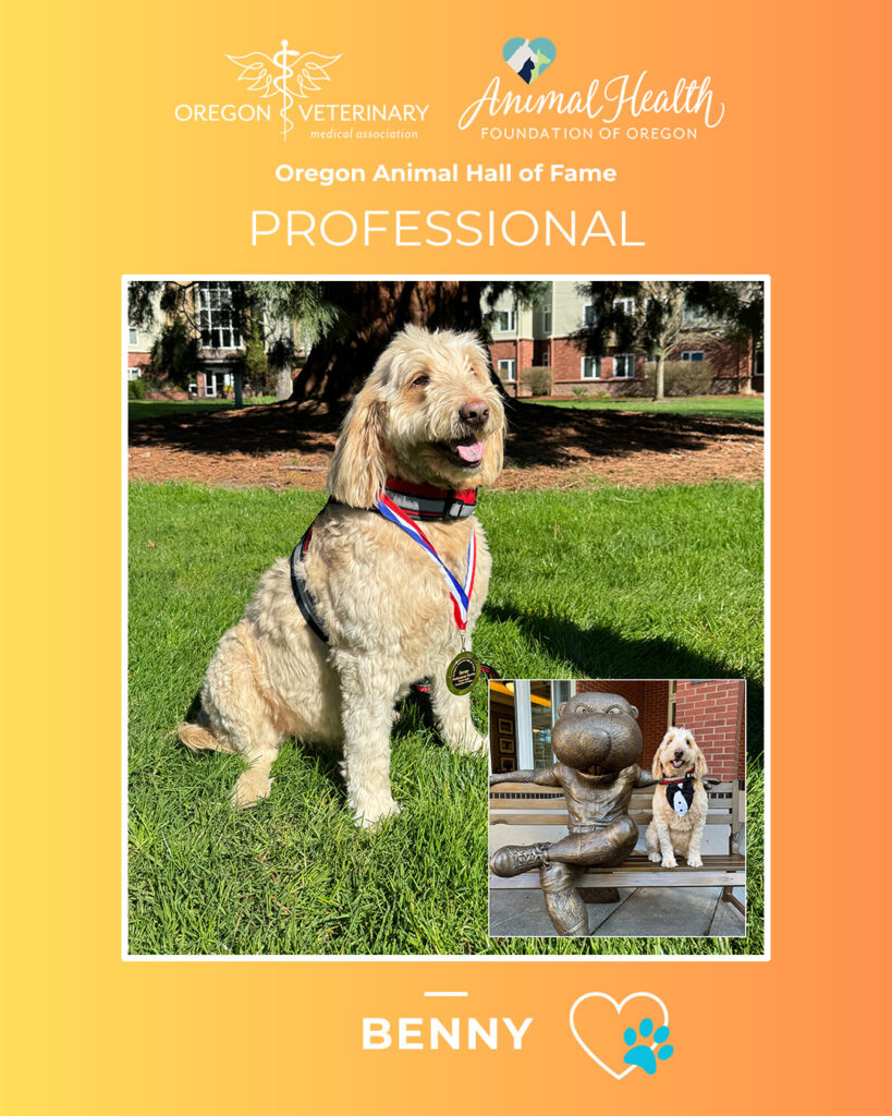 Benny, a goldendoodle named for the OSU mascot Benny the Beaver, is a 2026 Oregon Animal Hall of Fame inductee in the Professional category.