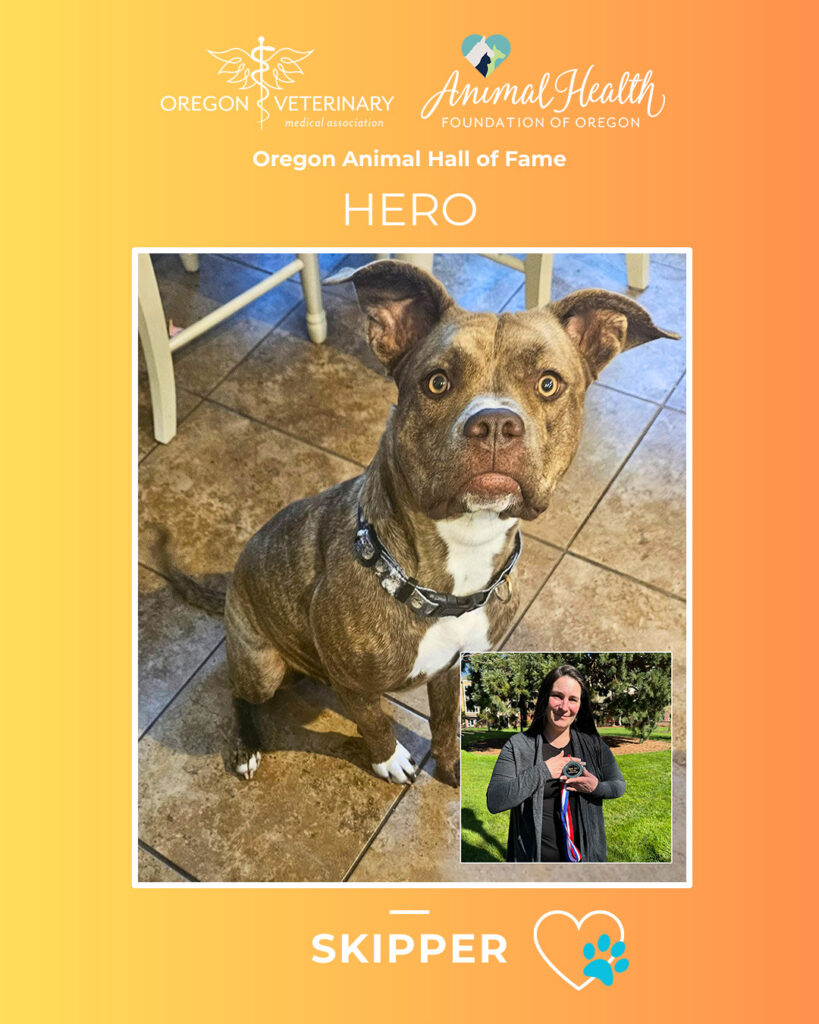 Skipper, a pit bull mix, is a 2026 Oregon Animal Hall of Fame inductee in the Hero category.